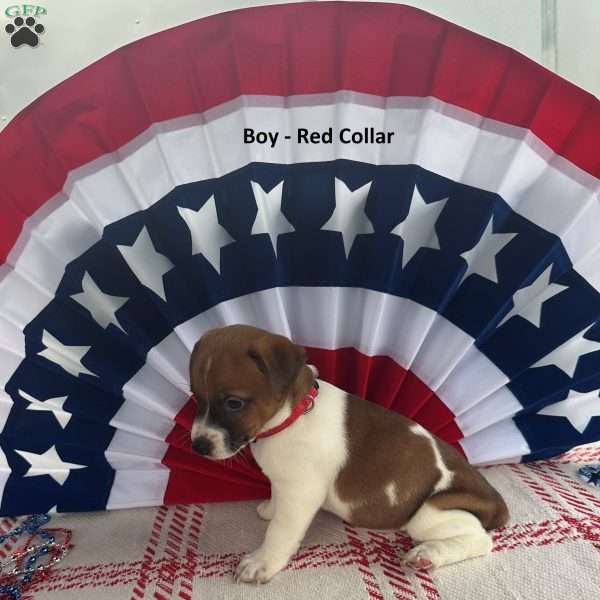 Red, Jack Russell Terrier Puppy